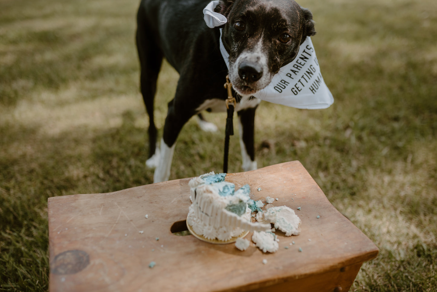 Gender Reveal Dog Cake